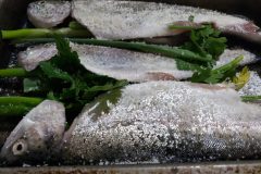 trout
